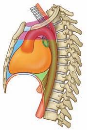 Thorax As the diaphragm contracts, the height of the domes decreases and the volume of the thorax increases.
