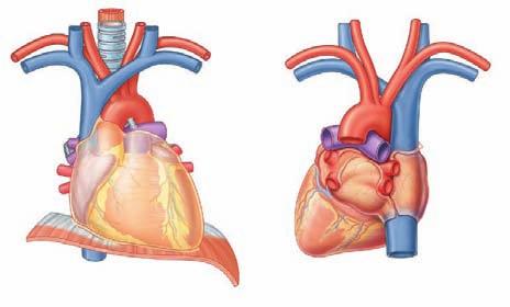 Regional anatomy Mediastinum 3 Parasympathetic innervation Stimulation of the parasympathetic system: decreases heart rate; reduces force of contraction; and constricts the coronary arteries.