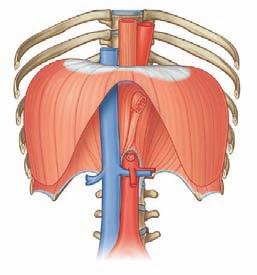 Thorax Upper limb An axillary inlet, or gateway to the upper limb, lies on each side of the superior thoracic aperture.