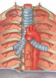 Thorax Esophagus Supreme intercostal artery Trachea Left subclavian artery Esophagus Arch of aorta Left vagus nerve Right bronchial artery Left bronchial artery Right vagus nerve Anterior vagal trunk