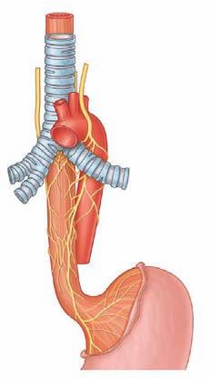lower edge of vertebrae TXII, where it passes through the aortic hiatus posterior to the diaphragm.