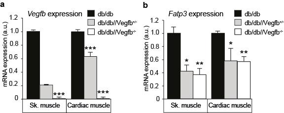 b, Mean food intake in male and female db/db (n= 3 males, n= 7 females), db/db//vegfb +/- (n= 3 males, n= 6 females) and db/db//vegfb -/- mice (n= 3 males, n= 7 females). Values are means ± s.e.m. Supplemental Figure S5.