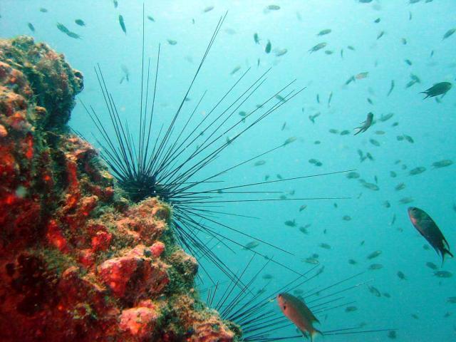 Sea Urchin Fertilization Challenges for sea