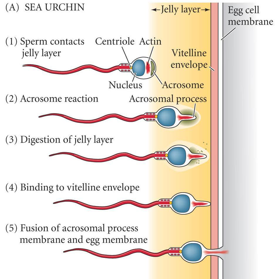 Sperm Egg Interaction Sea Urchin Egg jelly stimulates the sperm acrosome reaction Acrosome reaction: fusion of acrosome and cell membranes releases acrosome contents Ionic changes stimulate actin