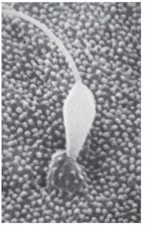 membrane microvilli membranes fuse (fusogenic