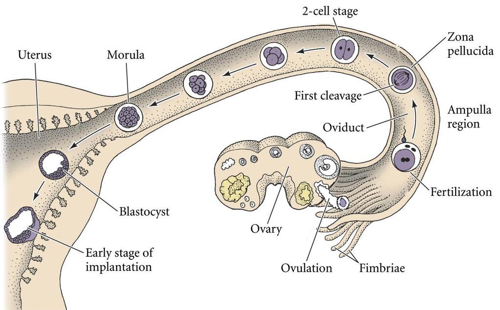 Sperm Translocation and Capacitation The ovulated egg (surrounded by cumulus cells) is picked up by the oviduct fimbriae ciliary beating and muscle contractions move