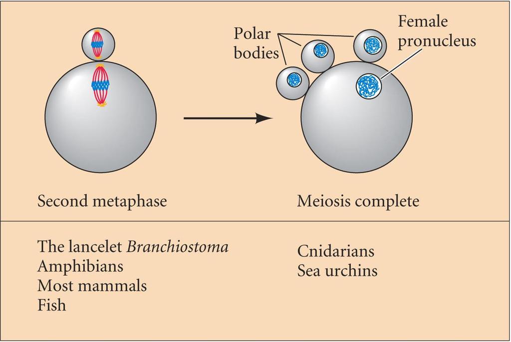 Egg Maturation at Sperm Entry Most eggs are not fully mature at the time of