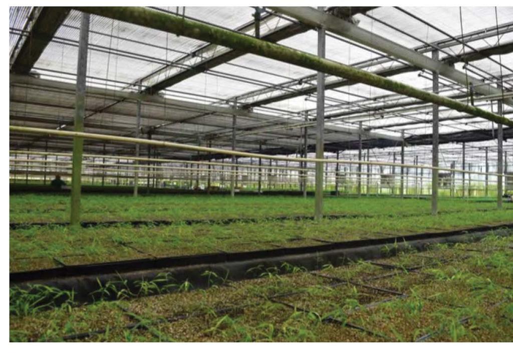 Cultivation & Vertical Farming Division Florida: Operating Greenhouse with Potential for Cannabis License Florida Regulations & Market Data Floridians voted yes in November 2016 on Amendment 2, which