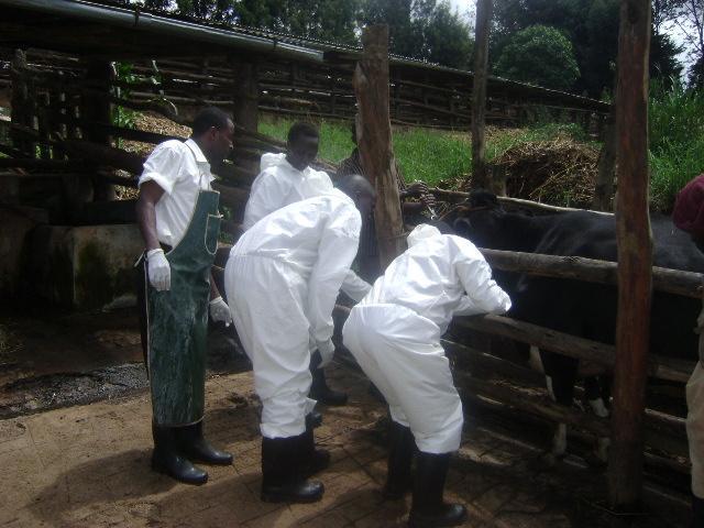 Selected samples for 2011-2012 sent to WRL Pirbright Uganda: - Unconfirmed outbreaks in Eastern and NE In May 2012