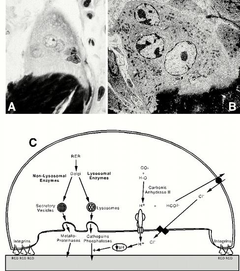 Figure 4. Osteoclasts and the Mechanism of Bone Resorption. A: Light micrograph and B: electron micrograph of an osteoclast, demonstrating the ruffled border and numerous nuclei.