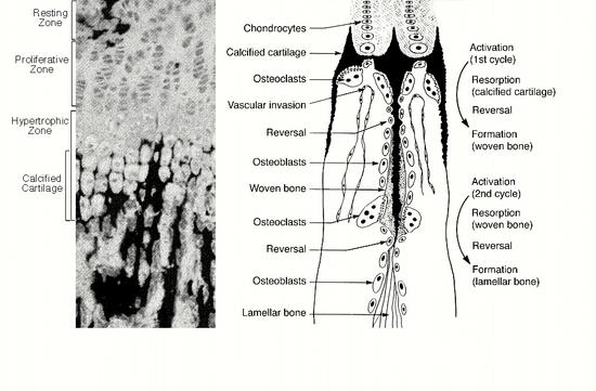 Under some signal, today considered to emanate from osteocytes, a locally acting factor released by lining cells, osteocytes, marrow cells, or in response to bone deformation or fatiguerelated