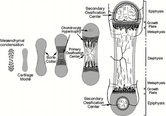 Figure 9. Bone Development. Schematic diagram showing the initial stages of endochondral ossification.