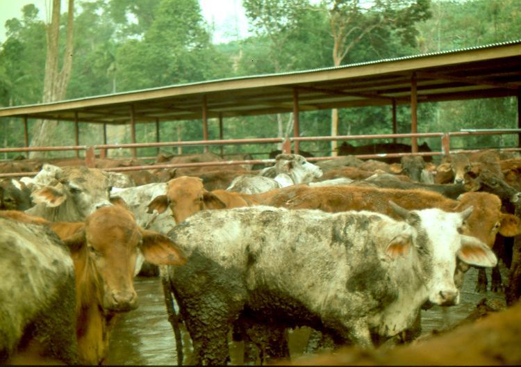 PKC in Rations For Ruminants n PKC is widely used in many ruminants rations n Commonly used in rations