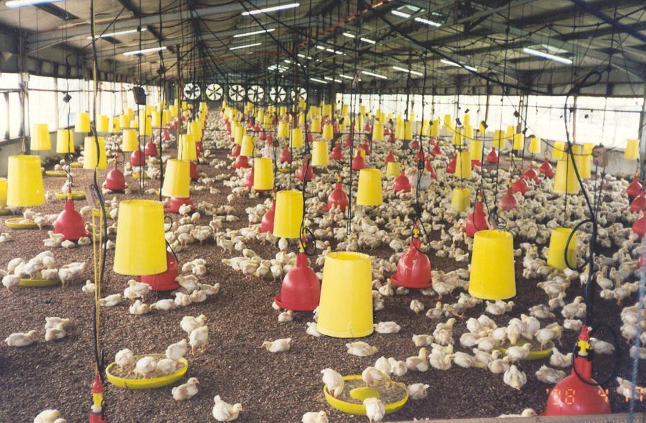 PKC in Poultry Rations n Due to high crude fibre the use of PKC in poultry rations is limited n Broiler