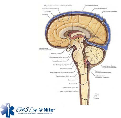 Brain anatomy Cerebral spinal fluid, CSF Clear, colorless Circulates throughout brain and spinal cord Cushions and protects