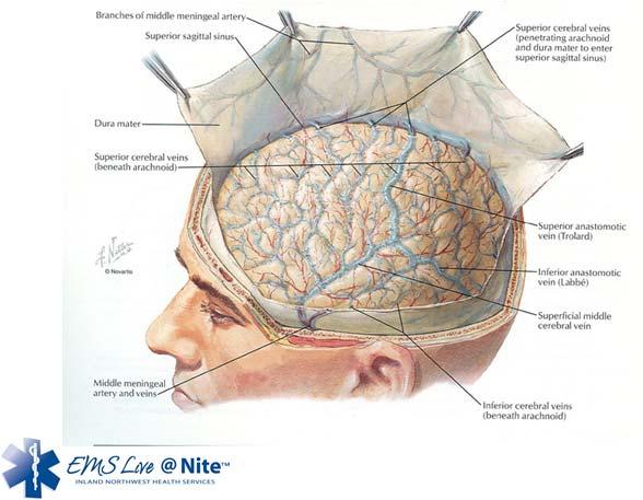 Brain anatomy Meninges Dura mater: tough outer layer,