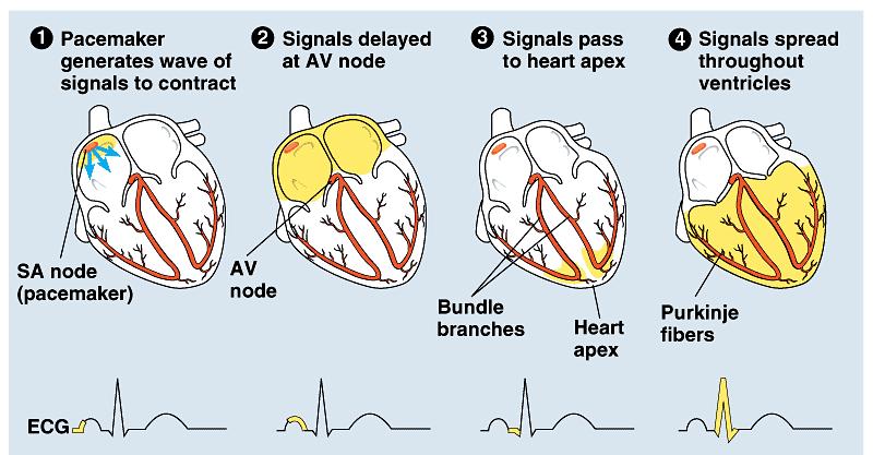 The cardiac cycle is regulated by electrical impulses that radiate throughout the heart.