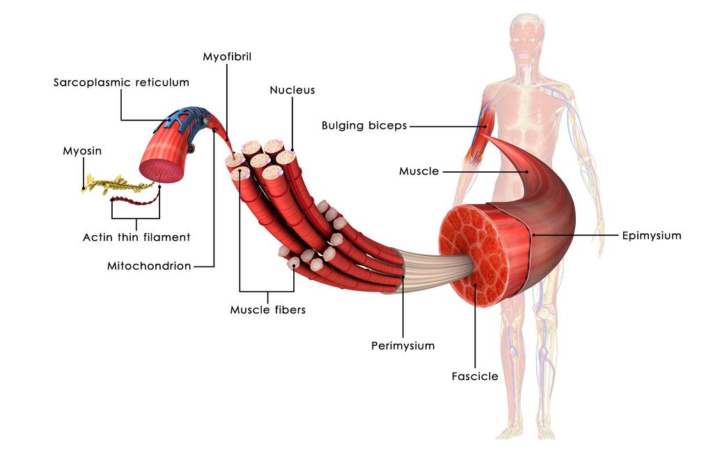 muscle hypertrophy Refers to growth in muscle as a result of training Muscle size is
