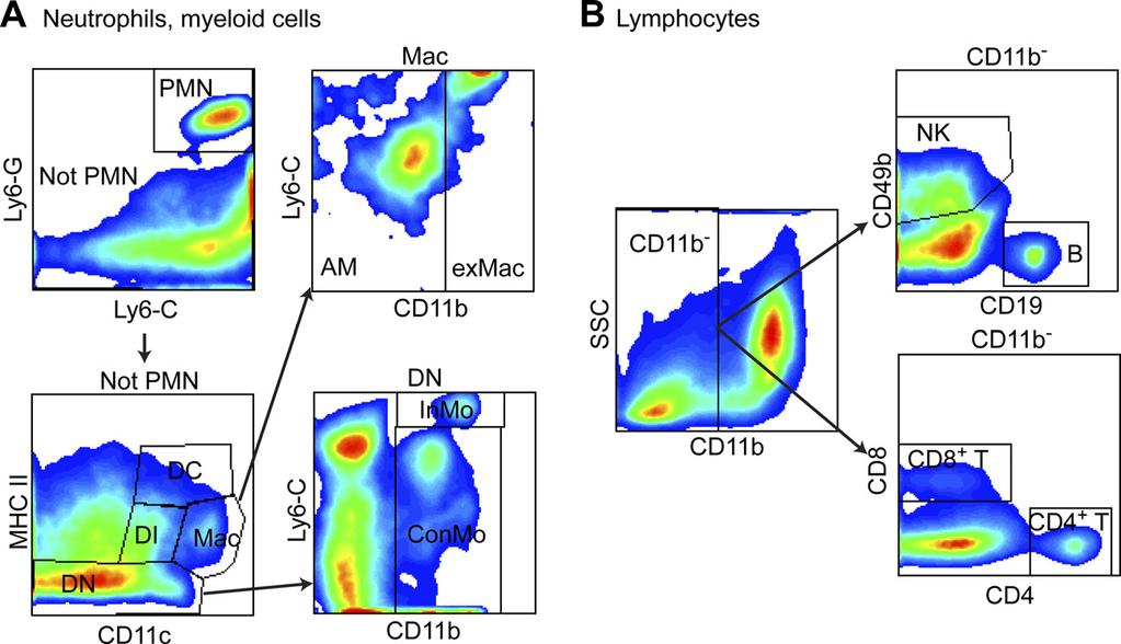 VOL. 85, 2011 CPSF30 BINDING BY NS1 INCREASES H5N1 VIRULENCE 7053 FIG. 4. Identification of cells in lungs by flow cytometry. Lung cells were isolated, stained, and analyzed by flow cytometry.