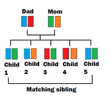 system located on chromosome 6 Class 1: HLA A, B, C Class 2: DR, DQ, DP With smaller family size, the likelihood of having a sibling match is about 30% Molecular diagnostic methods