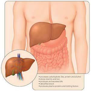 Immune cells transplanted from a donor (graft) recognize the transplant recipient