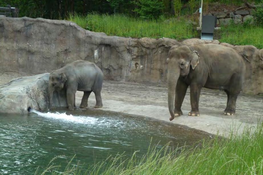 Oregon Zoo elephants have a good quality of life.