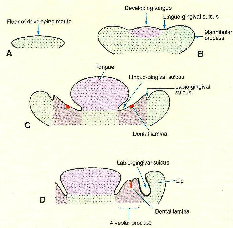 Teeth are formed in relation to the alveolar process.