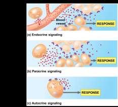 target cells solely by diffusion In paracrine signaling, the target cells lie near the