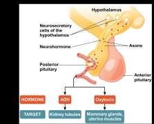 to change in insulin receptors The hypothalamus and pituitary are central to endocrine regulation The hypothalamus receives information from the nervous system and initiates responses through the