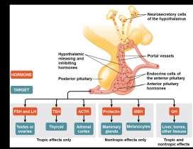 the hypothalamus The anterior pituitary makes and releases hormones under regulation of the hypothalamus Posterior pituitary hormones Thyroid regulation: A hormone cascade pathway A hormone can