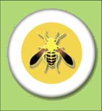 Yellow jackets Hornets Fire ants At least 40 to 100 deaths per year Incidence increasing due to Rise in the number of