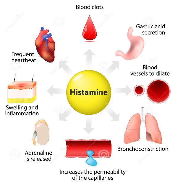 Histamine Peak level within 5 minutes H1 receptor - Vascular - Vasodilation Cardiac - Tachycardia & coronary spasm Pulmonary - Smooth muscle contraction Glandular - Increases