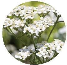 Herb Robert, Yarrow HERB ROBERT YARROW With direct pressure, Herb Robert tincture compress directly on a wound is phenomenal at stopping bleeding.