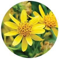 CHAMOMILE Arnica Homeopathic, Bentonite Clay, Arnica Flowers, Willow, Balm of Gilead,