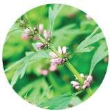 ASHWAGANDHA MOTHERWORT Bach Flower Rescue Remedy may be taken internally, or if in spray form, can be sprayed over the person.