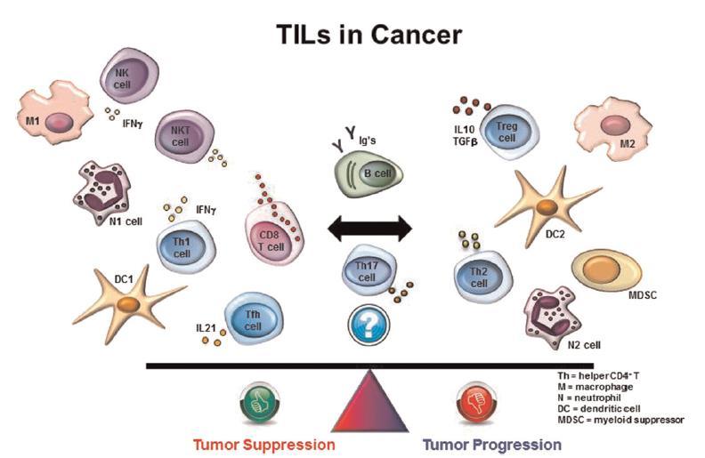 TILs (leukocytes vs lymphocytes) are responsible for the host vs tumor immunologic/inflammatory reactions Tumor