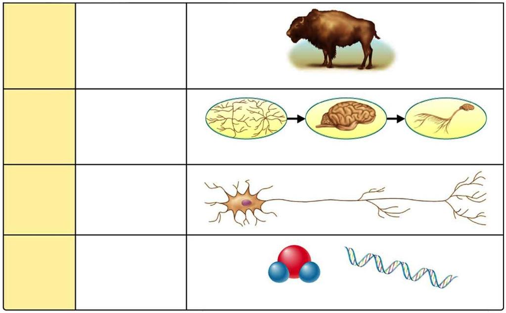 Figure 1-21 Levels of Organization continued Organism Individual living thing Bison Groups of Cells Tissues, organs, and organ systems Nervous