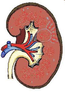 Renal Excretion includes The principle processes that determine the urinary excretion of