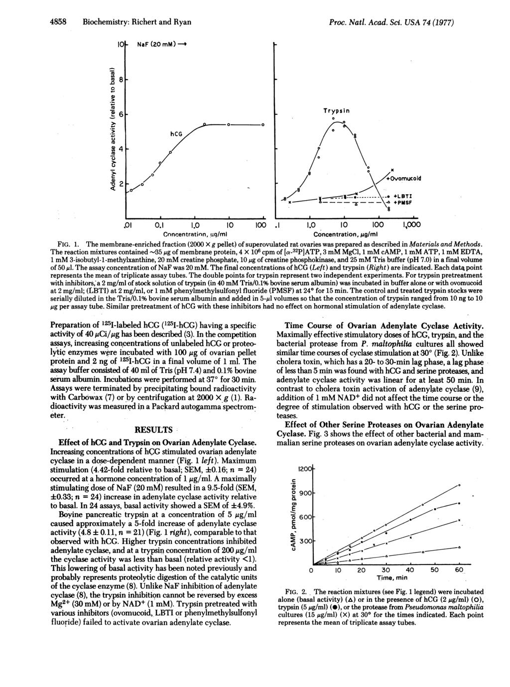 4858 Biochemistry: Richert and Ryan Proc. Natl. Acad. Sci. USA 74 (1977) I NaF(2mM) 4. 8. ( 4I w 6 Trypsin._ ( 4 hcg @K8 m C2 / / \/ Ovomucoid /8,/ _8ll/ Iat X. LBTI x +PMSF 8.1.1 1.