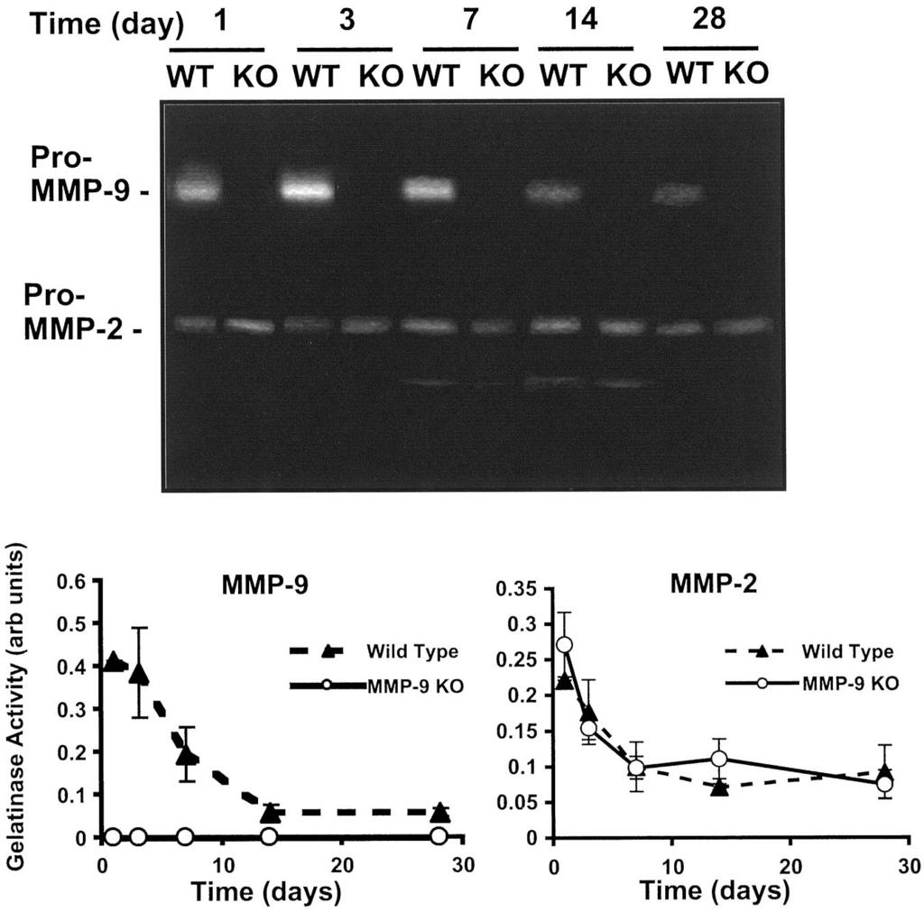 Galis et al MMP-9 Deficiency and Arterial Remodeling 3 Figure 1.