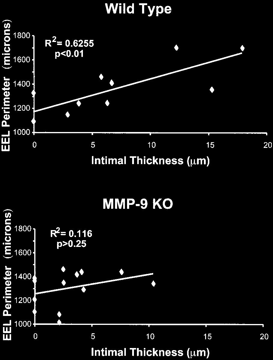 Galis et al MMP-9 Deficiency and Arterial Remodeling 7 Figure 5.