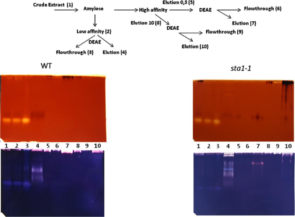 Fig. S5. Partial purification of starch synthases activities in the wild-type and the PP314 mutant strains.
