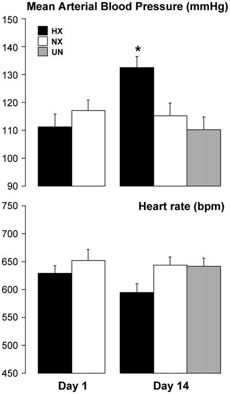 No significant difference in BP and HR emerged between NX and UN mice at Day 14. Hemodynamic measurements during the transition period.
