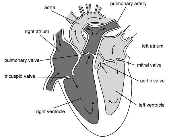 18 Clinical Sedation in Dentistry The heart The heart is composed of cardiac muscle; involuntary muscle tissue only is found within this organ. It is a small but complex organ.