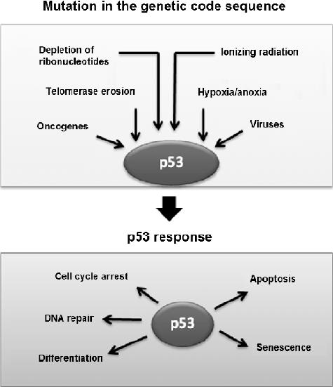 P53 gene: major mutations in neoplasias and anticancer gene therapy. 849 Figure 3 - p53 role in cell cycle. Source: Adapted from VOUSDEN & LU (2002).