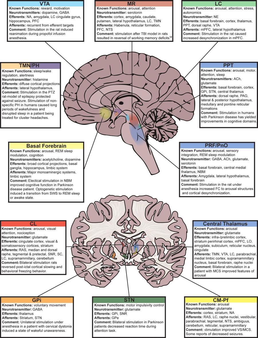 A. Gummadavelli et al. Fig. 2. Anatomical localizations of key nuclei thought to play a role in level of consciousness. See text for references.