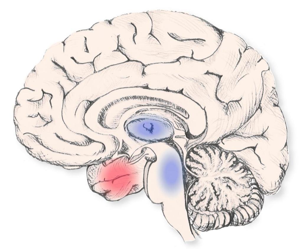 Restoring consciousness during seizures with deep brain stimulation A Thesis Submitted to the Yale University School