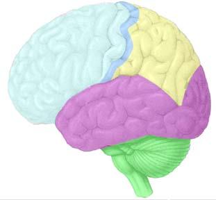 learning procedures, copied from nature Frontal Lobe Motor