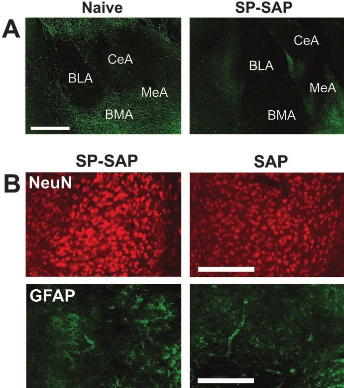 Gadd et al. NK 1 -Expressing Neurons Modulate Morphine Reward and Anxiety J. Neurosci., September 10, 2003 23(23):8271 8280 8275 Figure 2. Effects of SP-SAP in the amygdala.