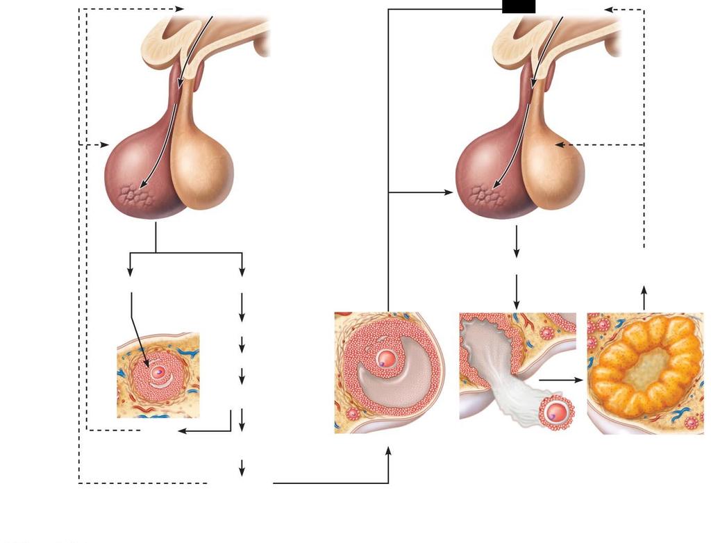 Figure 27.21 Regulation of the ovarian cycle. Hypothalamus Hypothalamus Slide 1 1 GnRH Travels via portal blood 4 Positive feedback exerted by large in estrogen output by maturing follicle.